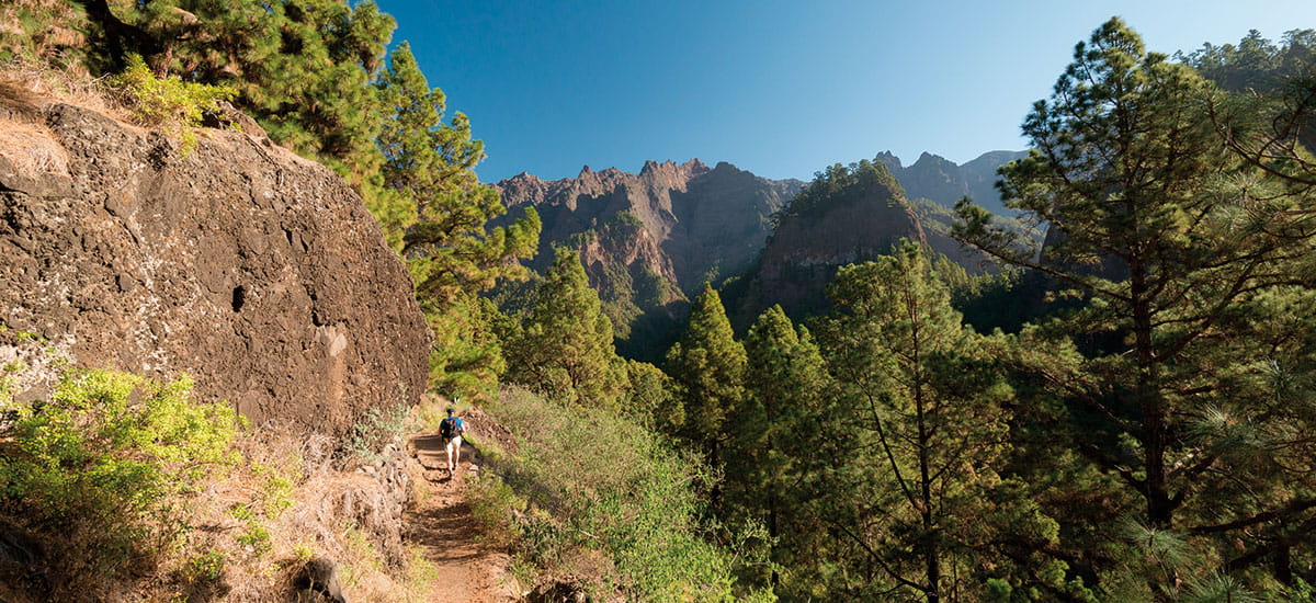 Laurel forests in La Palma, Canary Islands